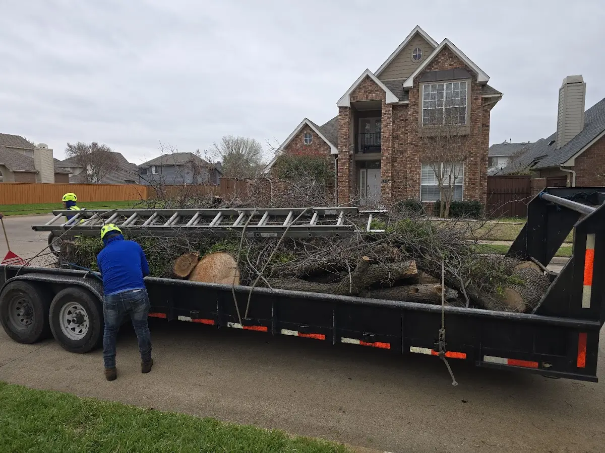 Expert Tree Removal with proper safety equipment in Peru